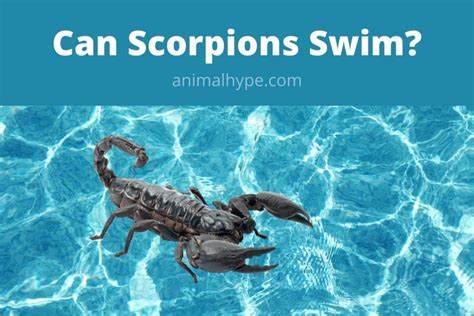 scorpions swim.